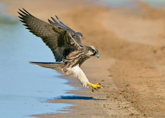 Falcon style або коли я вже поїду 3