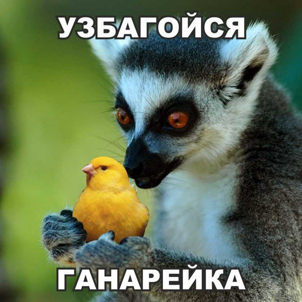 Збагатайся ГАНАРЕЙКА. Зробив зчеплення на СТО 1
