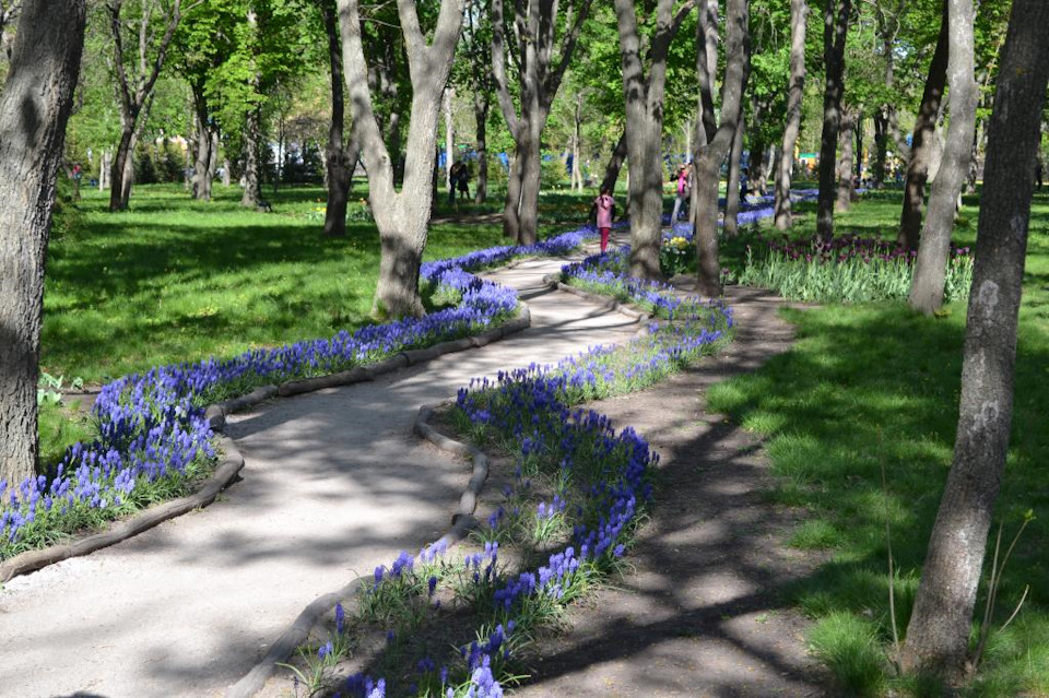 Первомай. Кіровоградський та Криворізький дендропарки 5