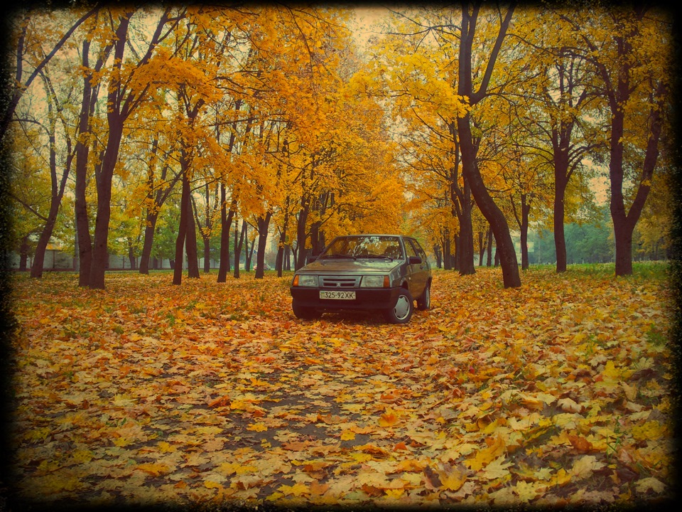 Фотосесія 3 Золота осінь 5