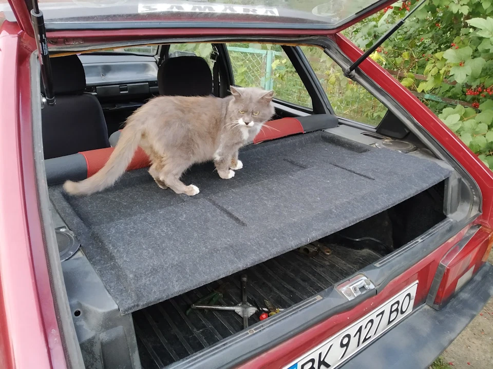 Котики, машинки