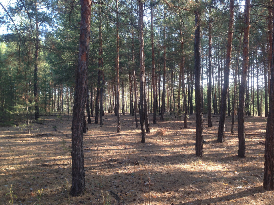 Ліс, Грибочки. 2