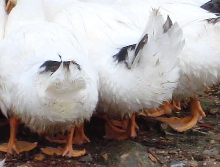 DuckTail, Качиний Хвіст 1
