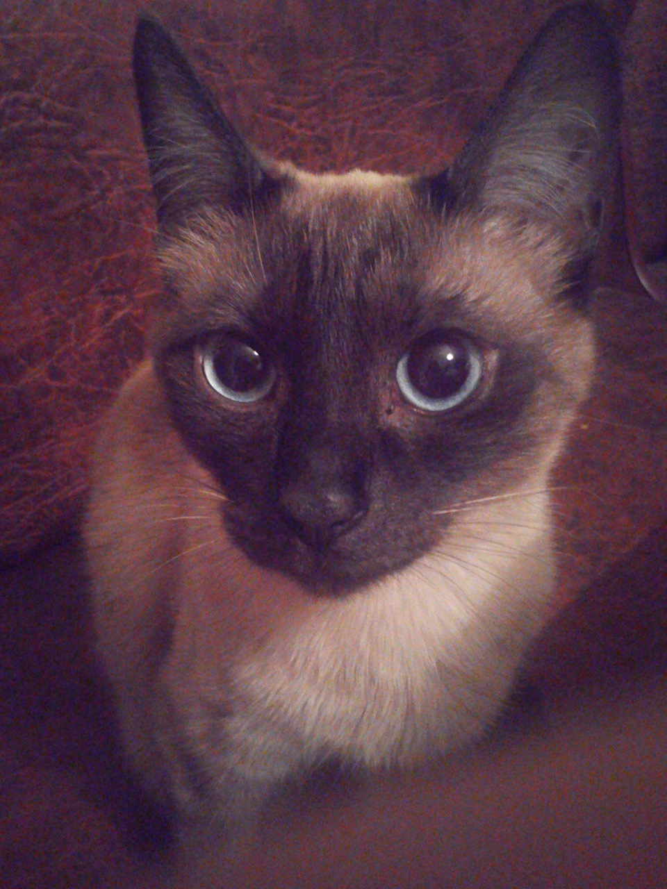 Превращение в кота:) 2