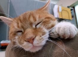 Коти атакують))) 4