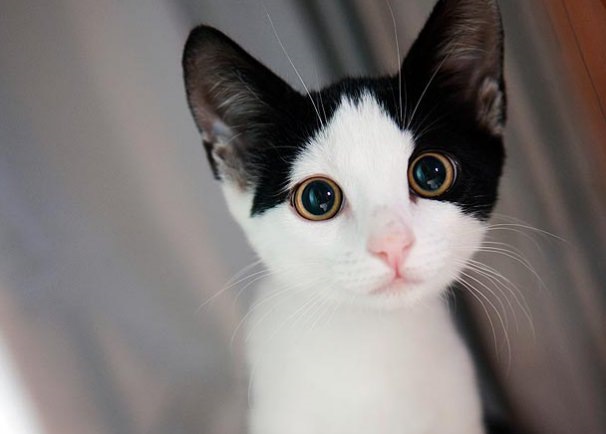 Коти атакують))) 2