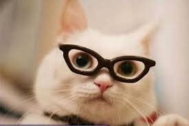 Коти атакують))) 3