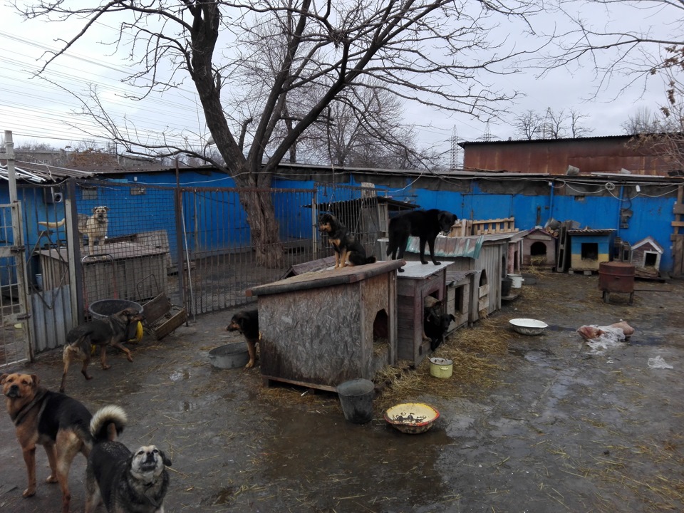 Допомога притулку для тварин 4