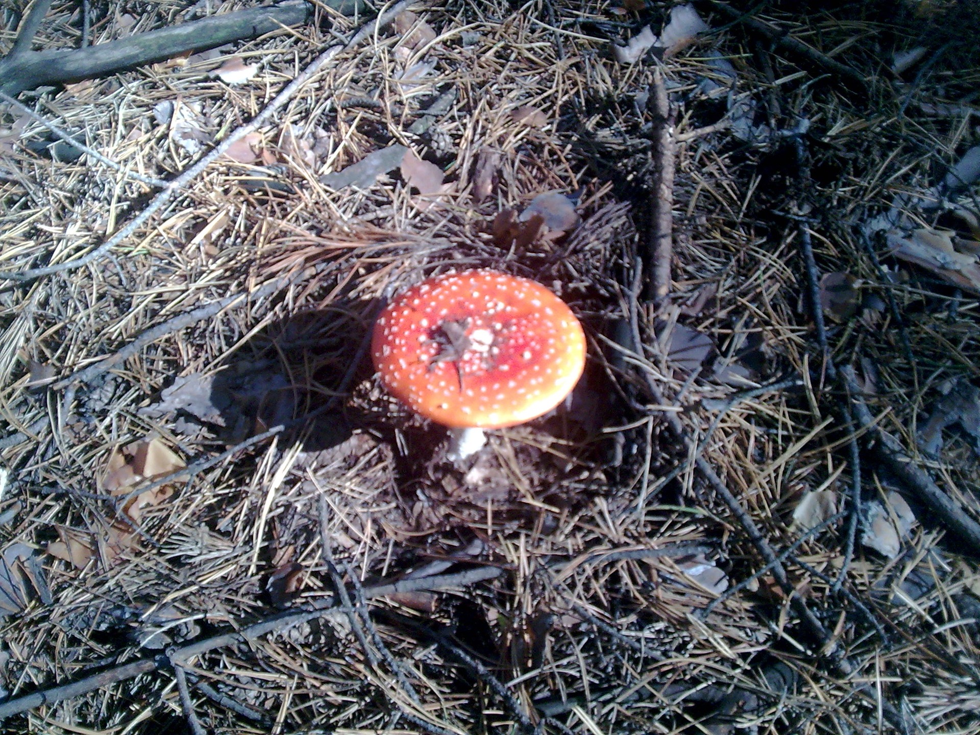 За грибами 1
