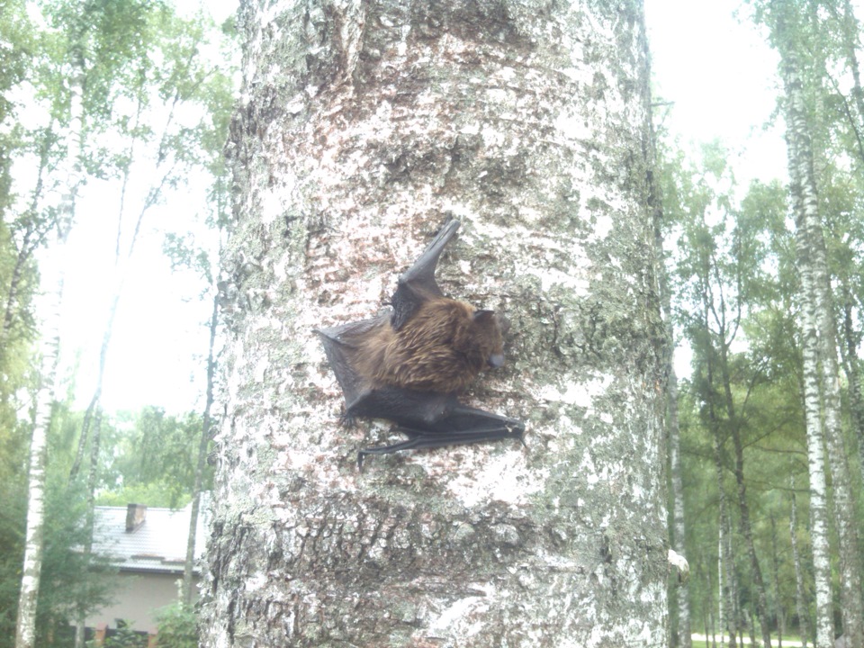 Звірятко з дачі 2