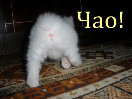 № 86 Не пристойно короткий БП))) 4