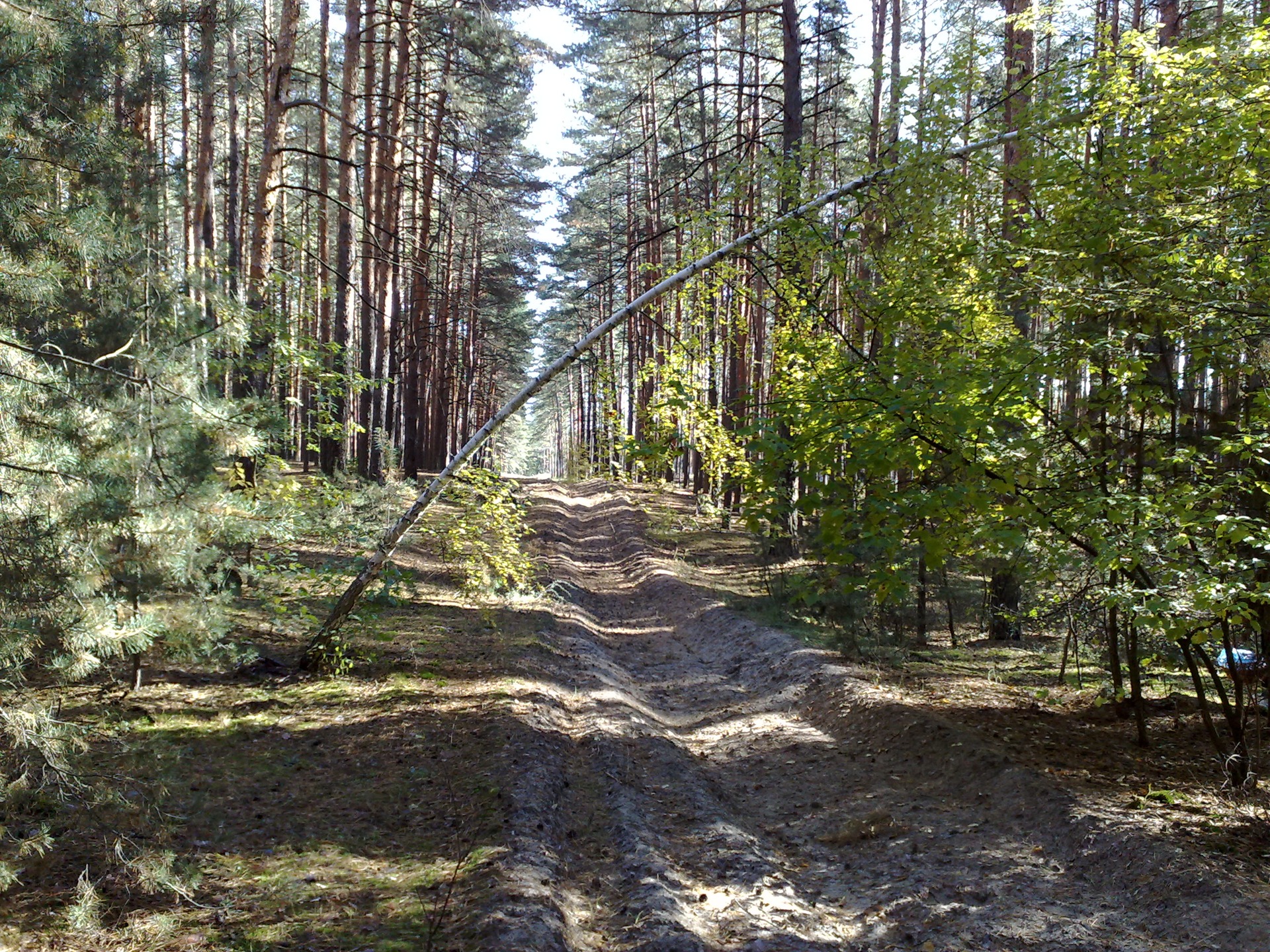 Поїздка до лісу за грибами 2
