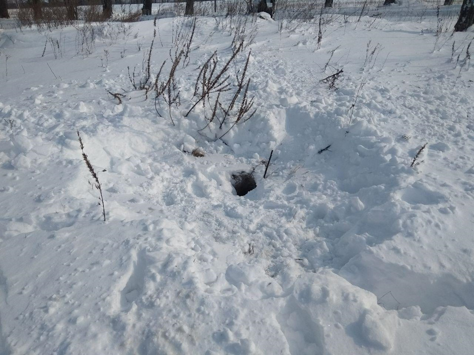З'їздив погодувати лисичку. 3