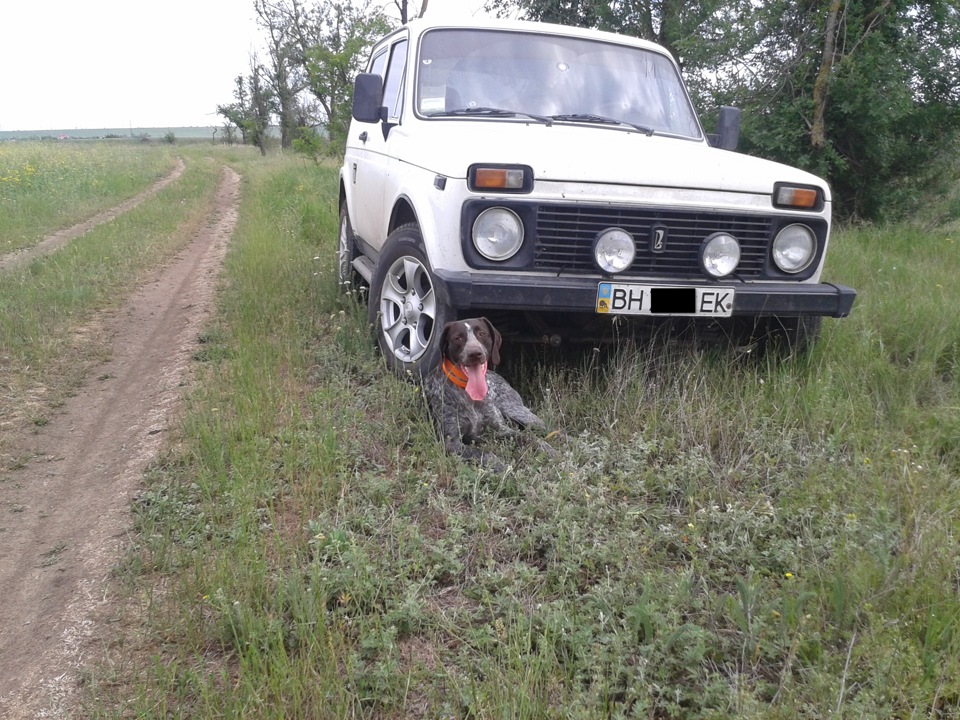 Штурман. Вона ж найкращий друг на полюванні! 4