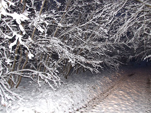 Зима 2007 1