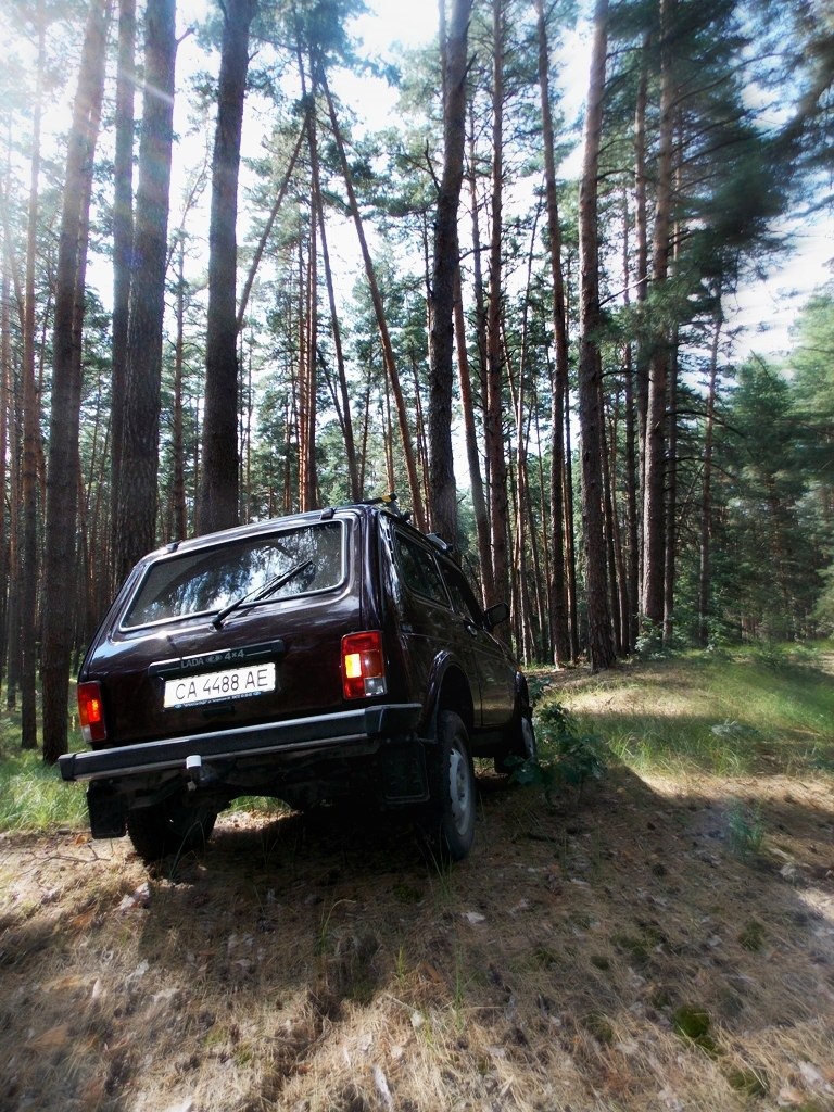 Лісова прогулянка) 3