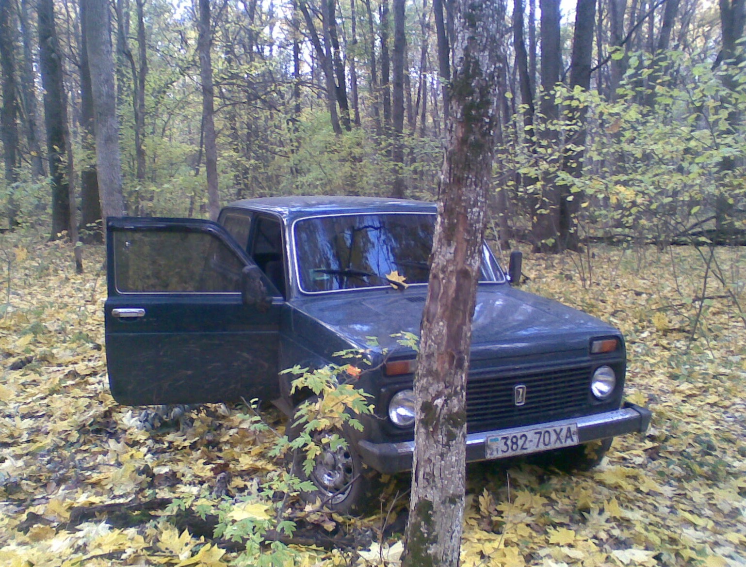 У лісі. 3