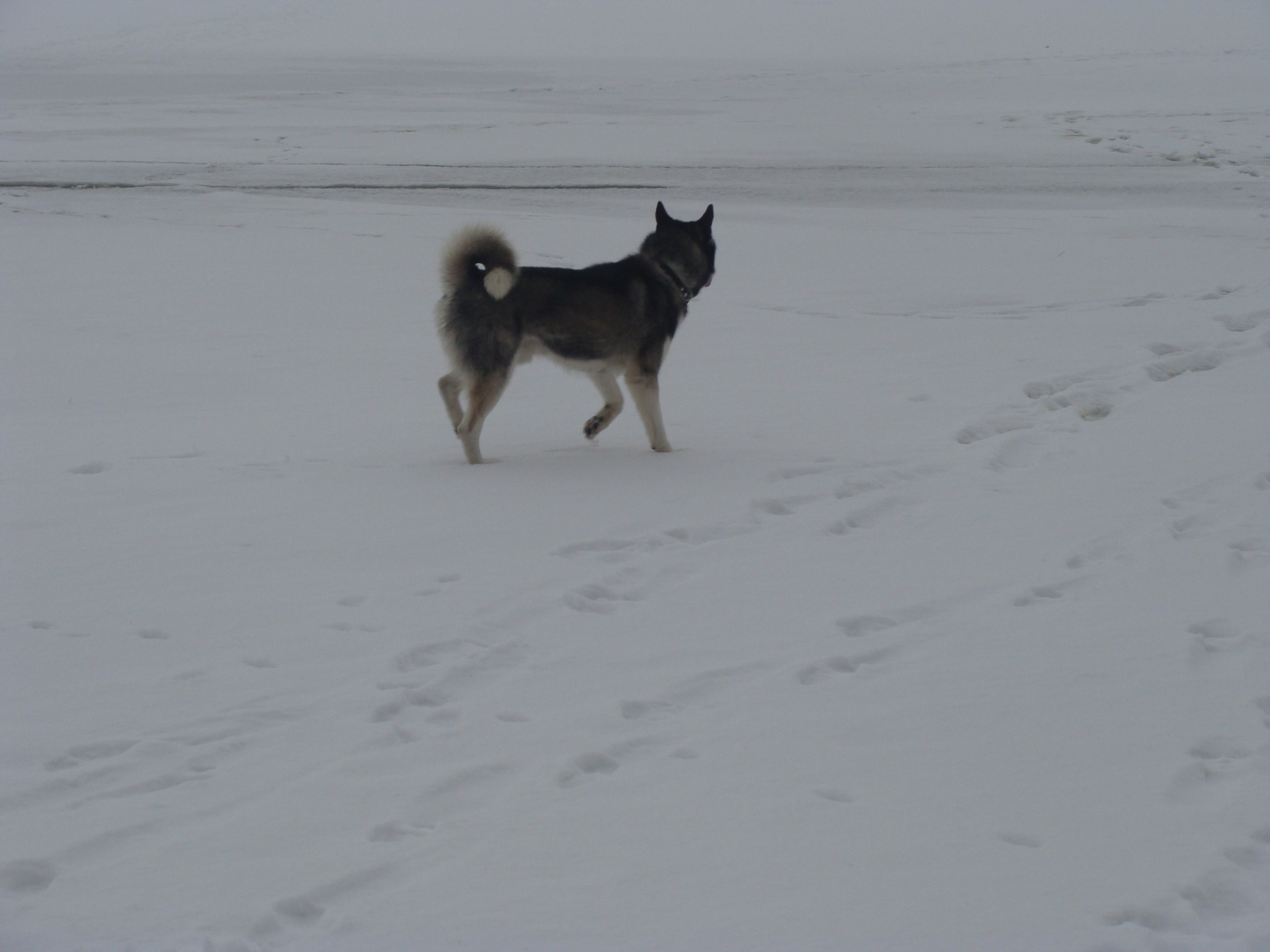 Пкатуха 08.01.11 4