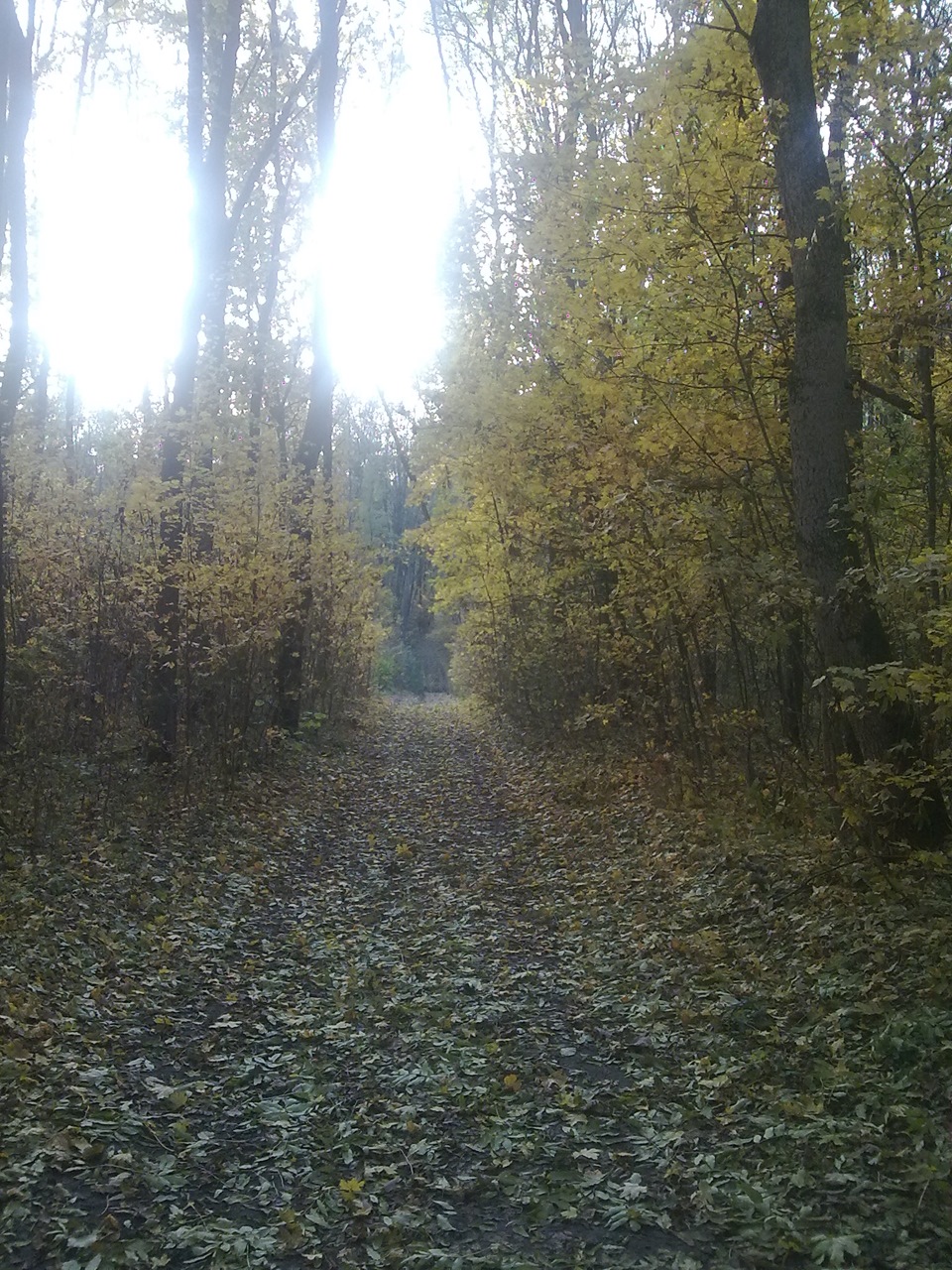 поїздка до лісу 4