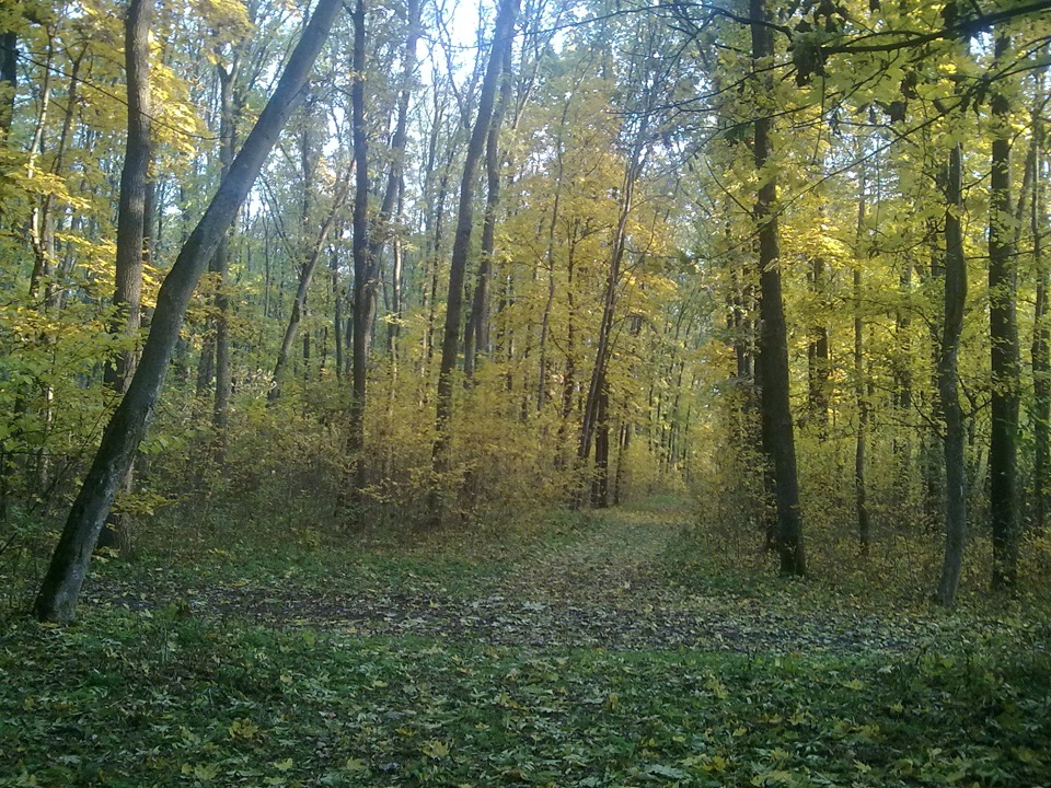 поїздка до лісу 2