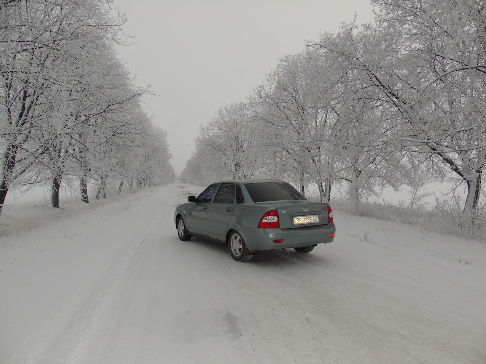 Зимові лісові фотки 1
