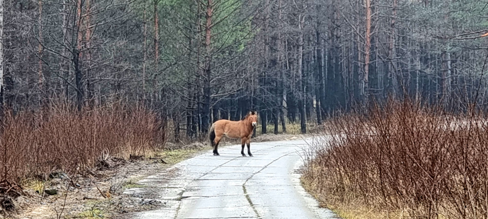 Чорнобильська зона відчуження 8ч. 3