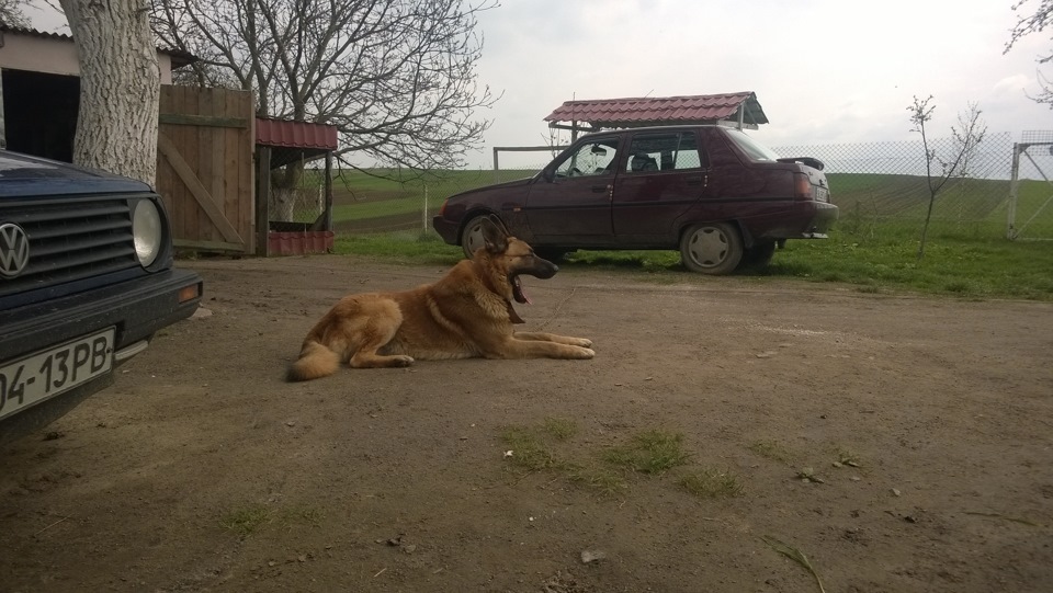 Нові фото + рудий друг 3