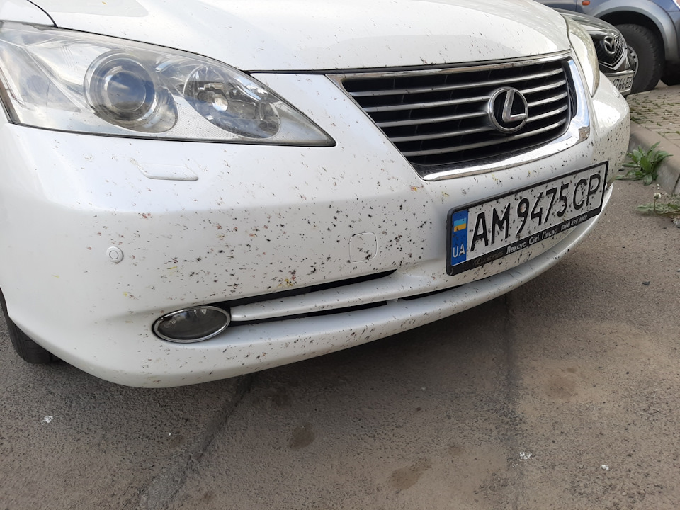 Мошка… 1