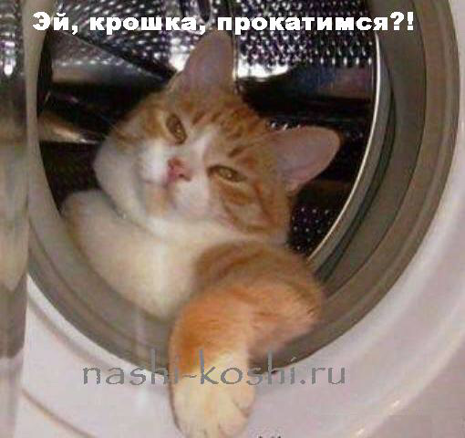 Кіт або ранковий сюрприз ... 1