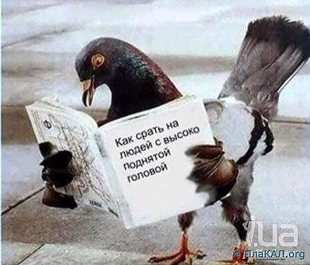 Та що за фігня така? 1