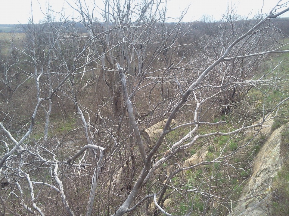 Фото, весна. 5