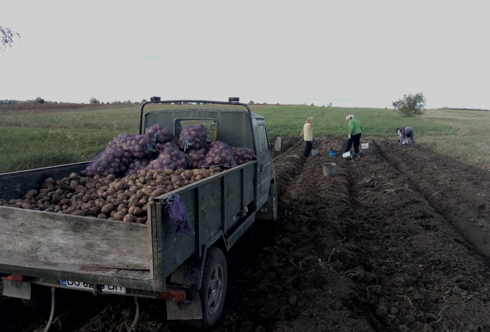Прибирання картоплі 3