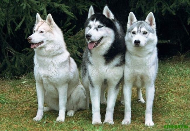 Няшки для милашки) 5
