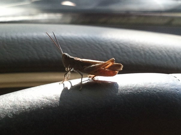 У мазді сидів коник))) 1