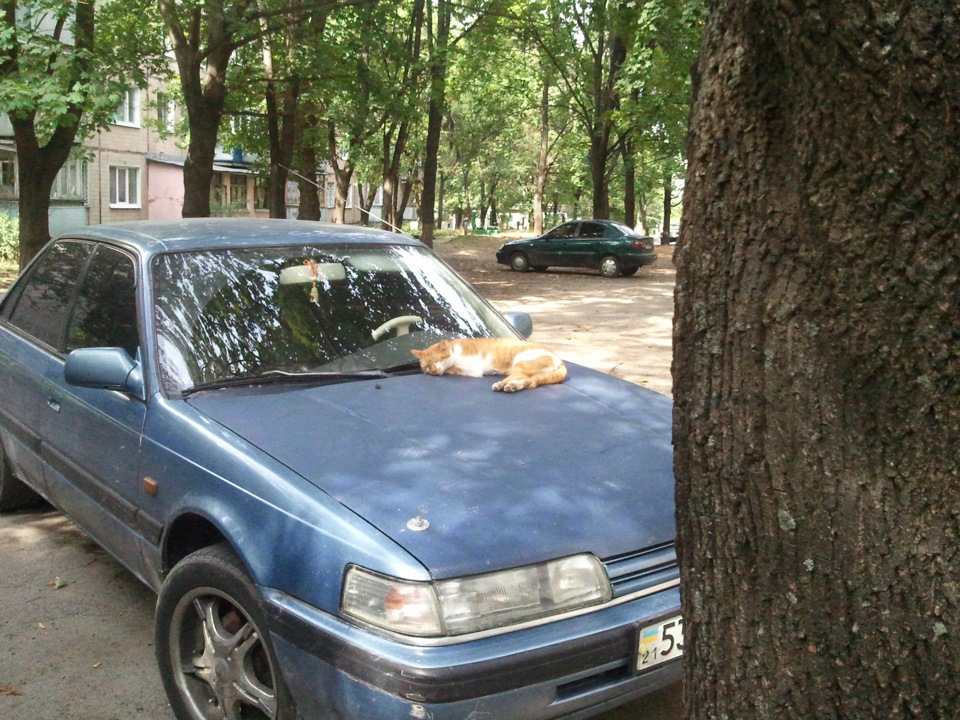 Кіт-капот 3