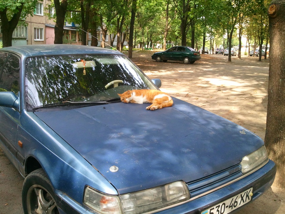 Кіт-капот 4