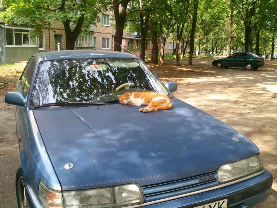 Кіт-капот 5