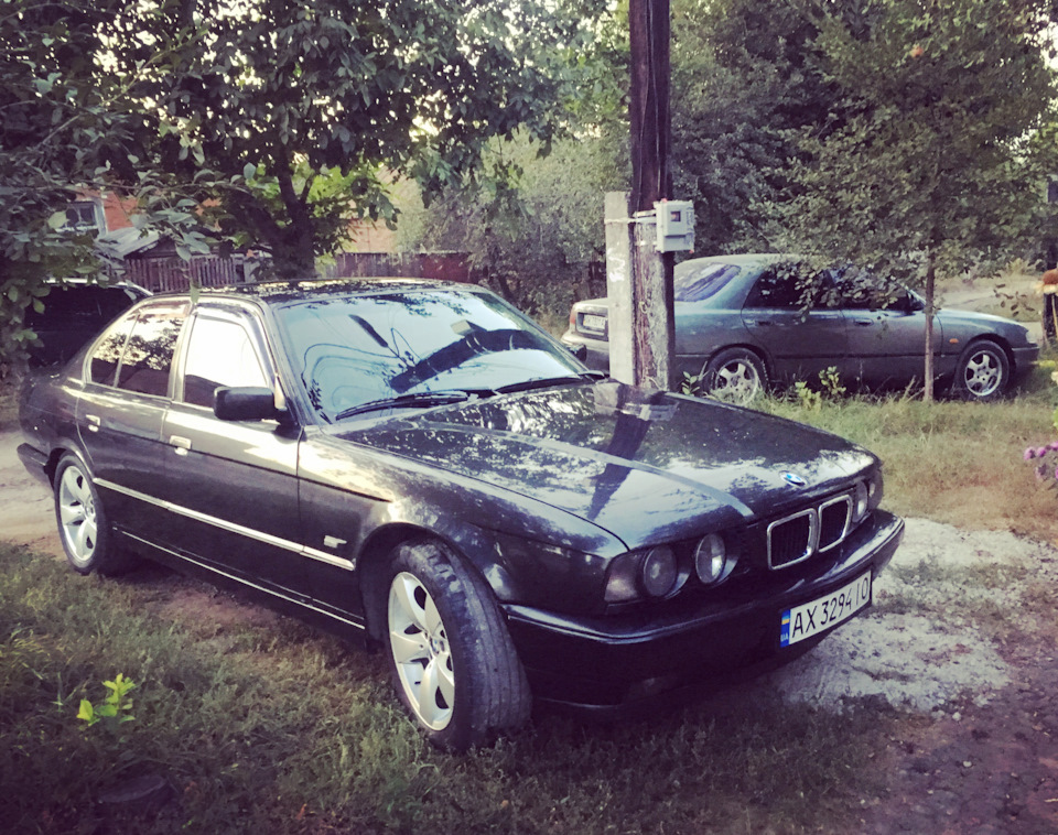 Мої красуні 1