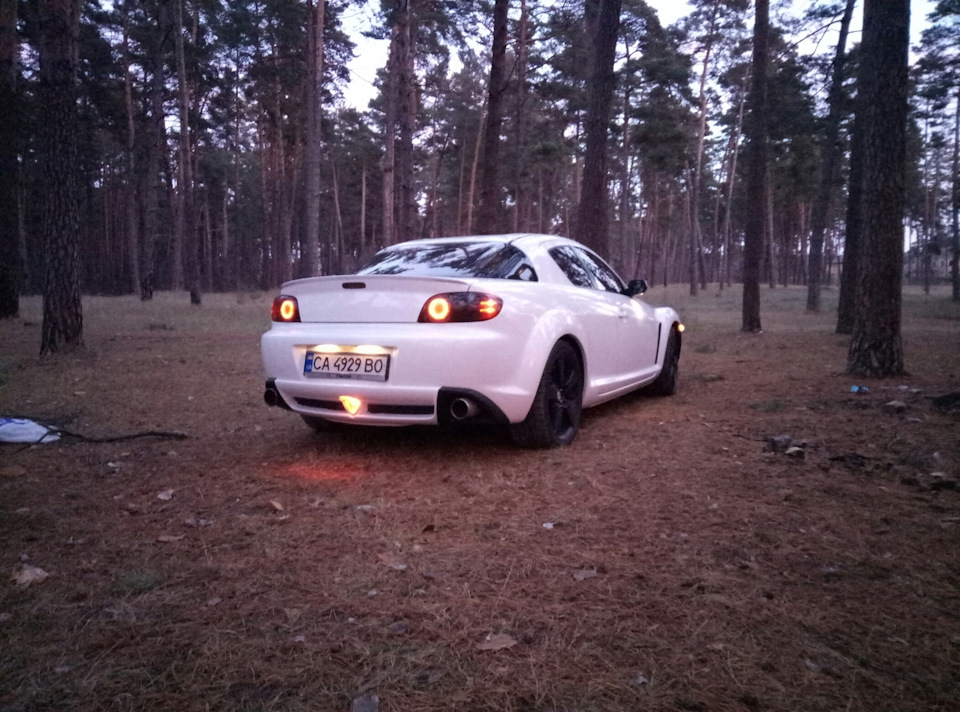 Белка в лесу 4