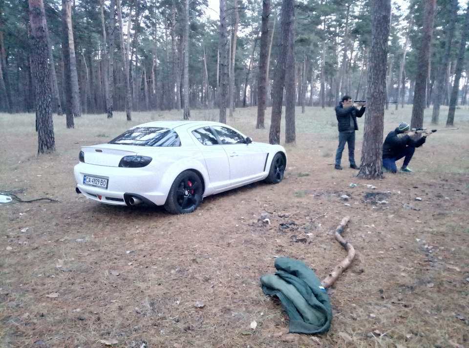 Белка в лесу 5