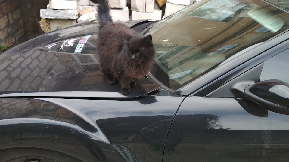 Коти на даху 1
