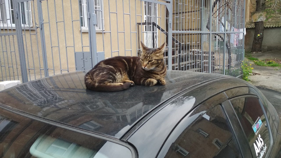 Коти на даху 2