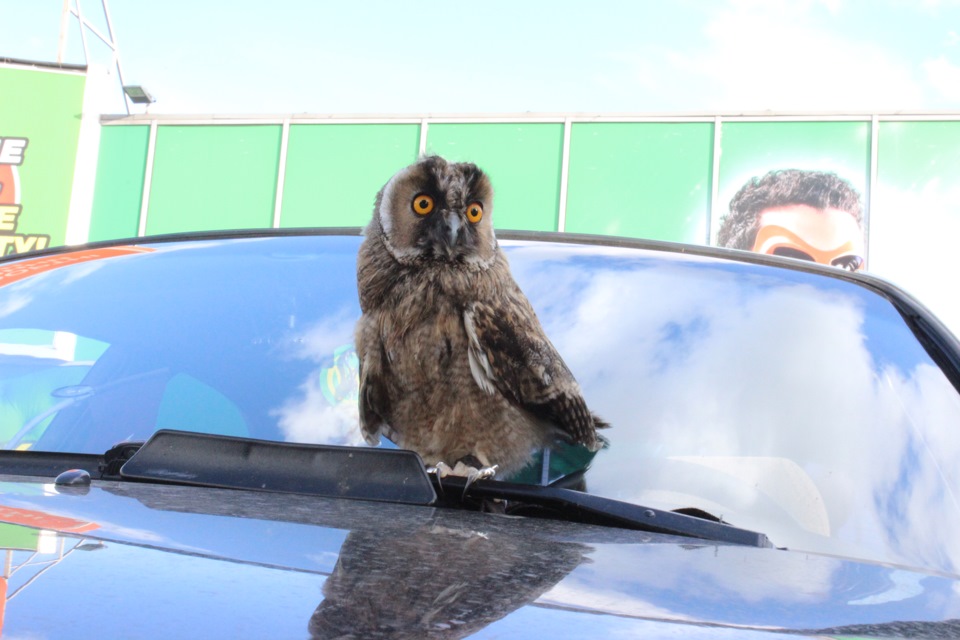 Mazda & Owl 4