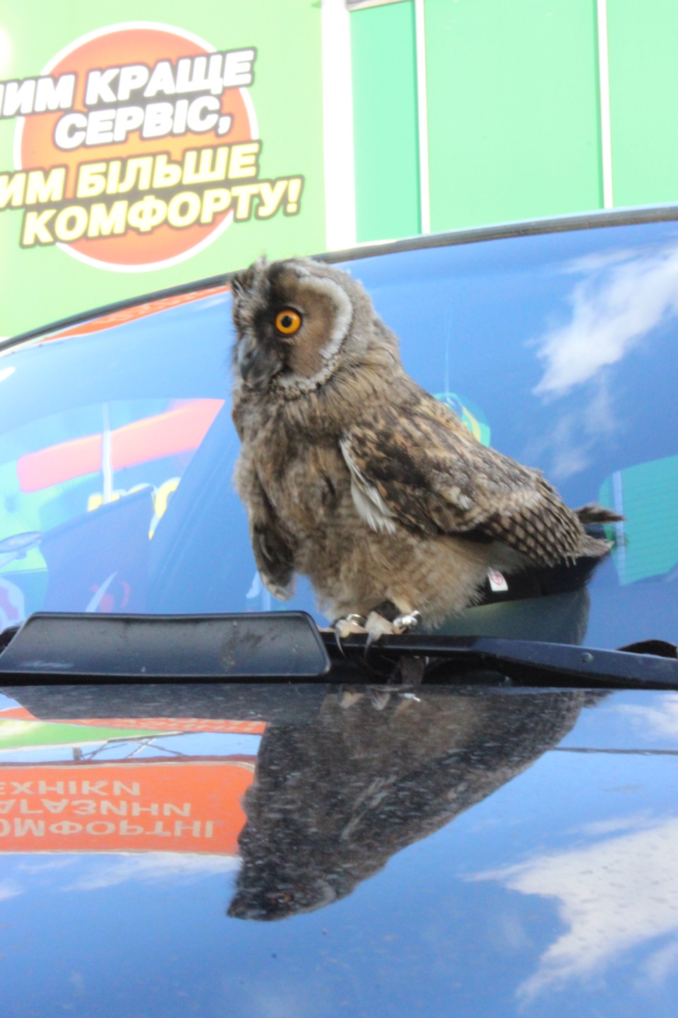 Mazda & Owl 5