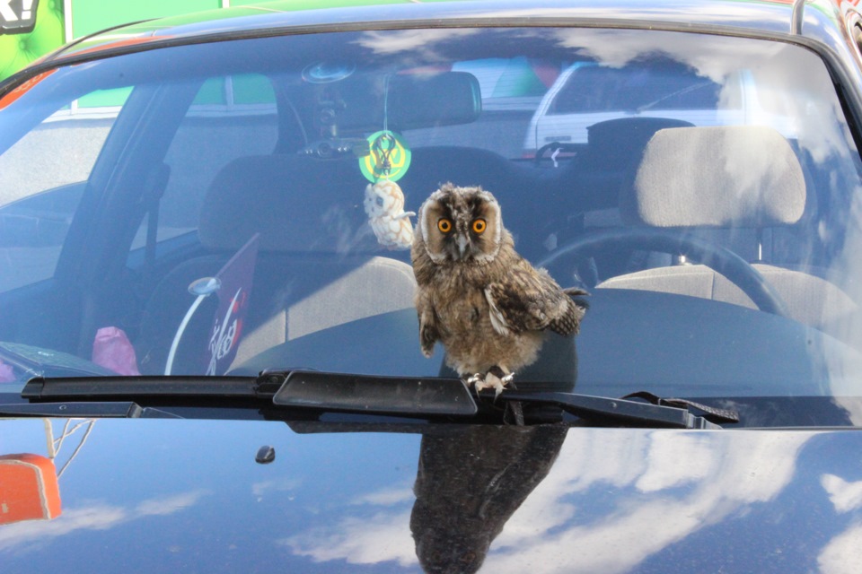 Mazda & Owl 3