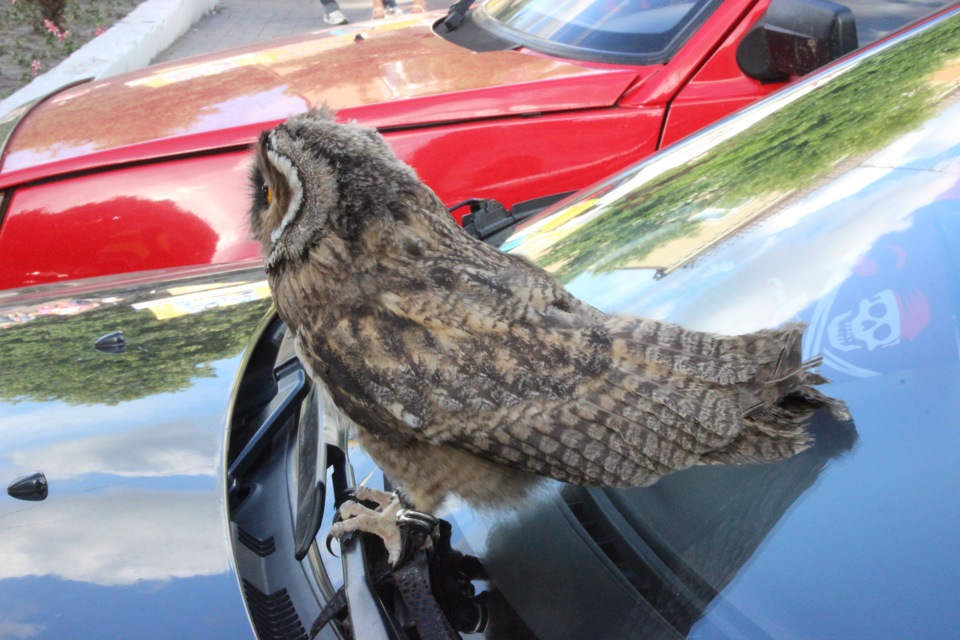 Mazda & Owl 2