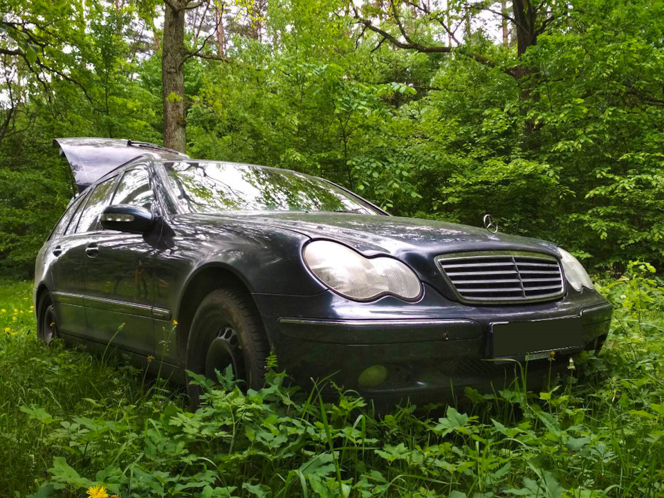 Фотосет у лісі 3