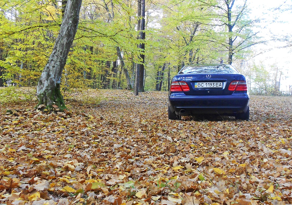 Осінь грає фарбами. Фотосет. З дівчиною. І собачкою. 3