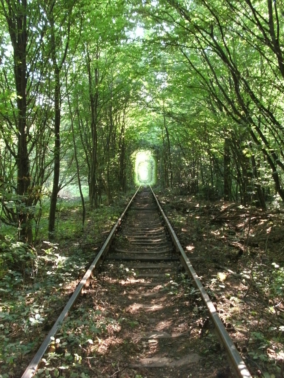 Зелений тунель. 2