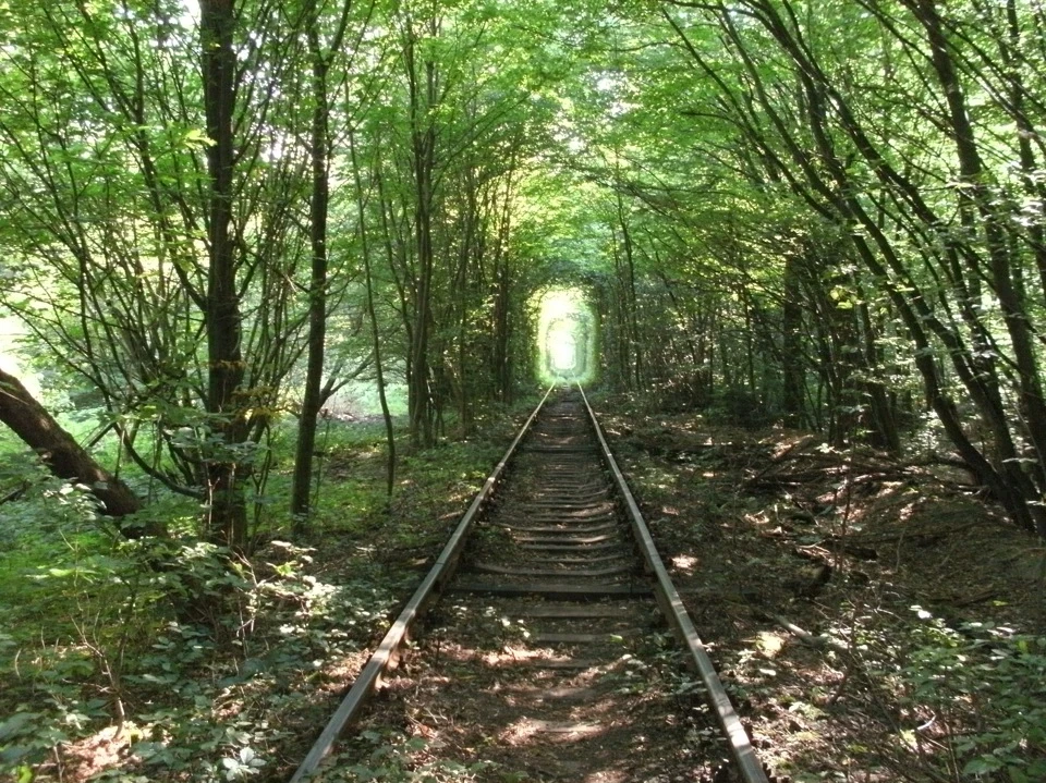 Зелений тунель.
